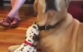 Doggo Confused About The New Puppy - Animals - VIDEOTIME.COM