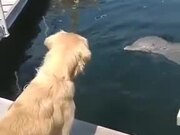 Golden Retriever And Dolphin Meet