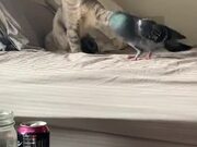 Cat And Pigeon Are The Best Of Friends