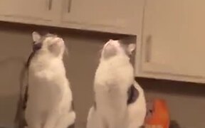 The Cats Have Found Their God - Animals - VIDEOTIME.COM