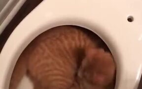 Catto Found It's Home - Animals - VIDEOTIME.COM