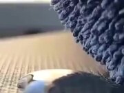 Wool Absorbing A Drop Of Water
