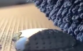 Wool Absorbing A Drop Of Water - Fun - VIDEOTIME.COM