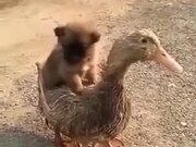 Puppy And The Duckling Are The Latest Super Pair