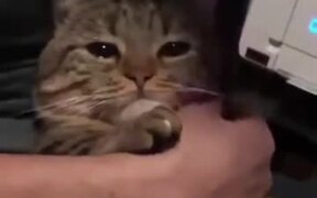 Sad Cat Needs A Love - Animals - VIDEOTIME.COM
