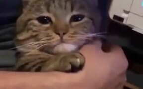 Sad Cat Needs A Love - Animals - VIDEOTIME.COM