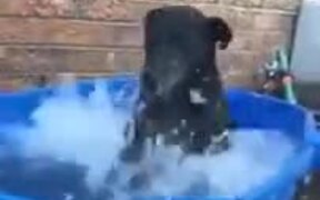 It's The Pool Day For Doggo! - Animals - VIDEOTIME.COM