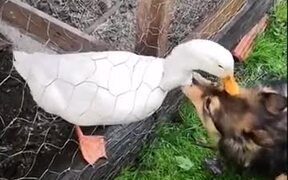 Doggo And The Duck Are The Best Of Friends - Animals - VIDEOTIME.COM