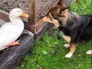 Doggo And The Duck Are The Best Of Friends