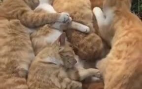A Sleeping Party For Cats - Animals - VIDEOTIME.COM