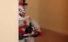 It Takes The Cake For The Best Halloween Costume - Animals - VIDEOTIME.COM