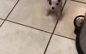 A Tiny Cute Puppy To Make Your Day - Animals - VIDEOTIME.COM