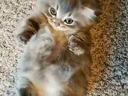 Tiny Kitten Kicks Like A Bunny