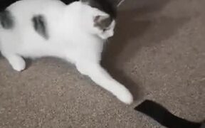 Cattos, That's Just Velcro, Chill Out - Animals - VIDEOTIME.COM