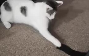 Cattos, That's Just Velcro, Chill Out - Animals - VIDEOTIME.COM