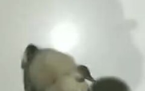 Cute Pug Puppy Gobbles Food In Seconds - Animals - VIDEOTIME.COM