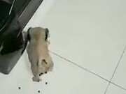 Cute Pug Puppy Gobbles Food In Seconds