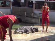 The World's Largest Crocodile In Captivity