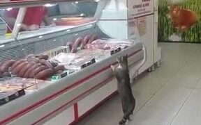 Cat Visits The Meat Shop For Some Nice Cuts - Animals - VIDEOTIME.COM