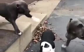 When You Want To Make Friends, But... - Animals - VIDEOTIME.COM