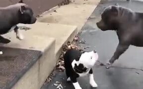 When You Want To Make Friends, But... - Animals - VIDEOTIME.COM