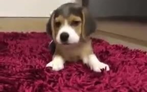 Little Doge Trying To Act Big - Animals - VIDEOTIME.COM
