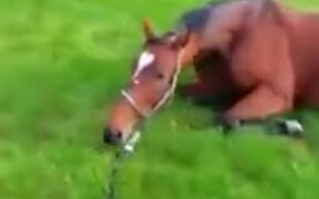 Even Racehorses Need To Derp Around - Animals - VIDEOTIME.COM