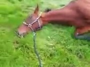 Even Racehorses Need To Derp Around