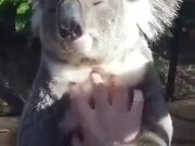 Koala Appreciates A Good Massage