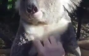 Koala Appreciates A Good Massage - Animals - VIDEOTIME.COM
