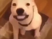 Compilation Of Smiling Dogs To Make You Smile