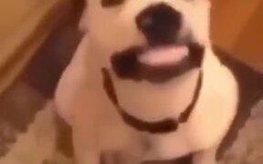 Compilation Of Smiling Dogs To Make You Smile - Animals - VIDEOTIME.COM