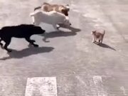 One Angry Cat Vs Three Dogs