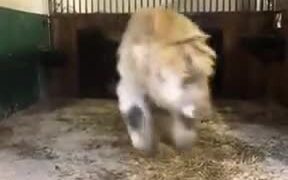 A Pretty Baby Cow Is So Happy - Animals - VIDEOTIME.COM