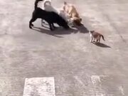 One Angry Cat Vs Three Dogs