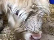 A Pretty Baby Cow Is So Happy