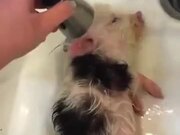 Little Baby Pig Is Enjoying Its Bath
