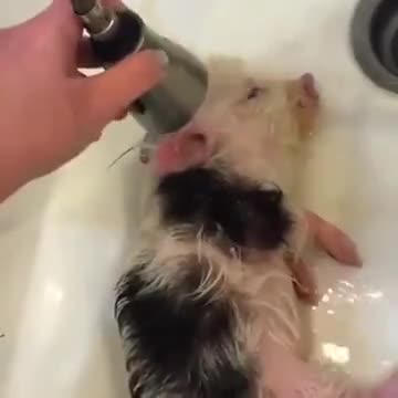 Little Baby Pig Is Enjoying Its Bath