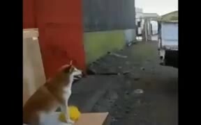 Doggo Now Helps With Cars Parking - Animals - VIDEOTIME.COM