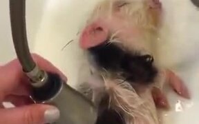 Little Baby Pig Is Enjoying Its Bath - Animals - VIDEOTIME.COM