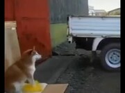 Doggo Now Helps With Cars Parking