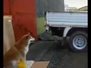 Doggo Now Helps With Cars Parking