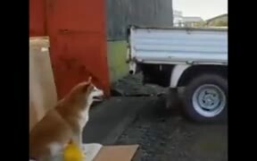 Doggo Now Helps With Cars Parking - Animals - VIDEOTIME.COM