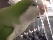 Parrot Very Angry At The Plastic Lid