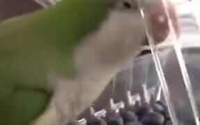Parrot Very Angry At The Plastic Lid - Animals - VIDEOTIME.COM