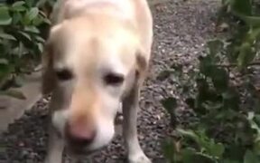 Doggo Loves His Salad - Animals - VIDEOTIME.COM
