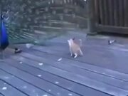 Kitten's Very Amused By The Peacock
