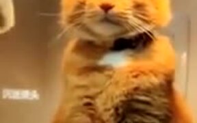 Catto Has Achieved Enlightenment - Animals - VIDEOTIME.COM