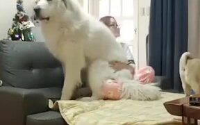 No Matter How Big They Grow, They Are Puppies - Animals - VIDEOTIME.COM