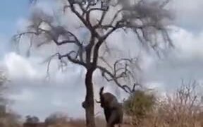 Strongest Animals Of A The Animal Kingdom - Animals - VIDEOTIME.COM